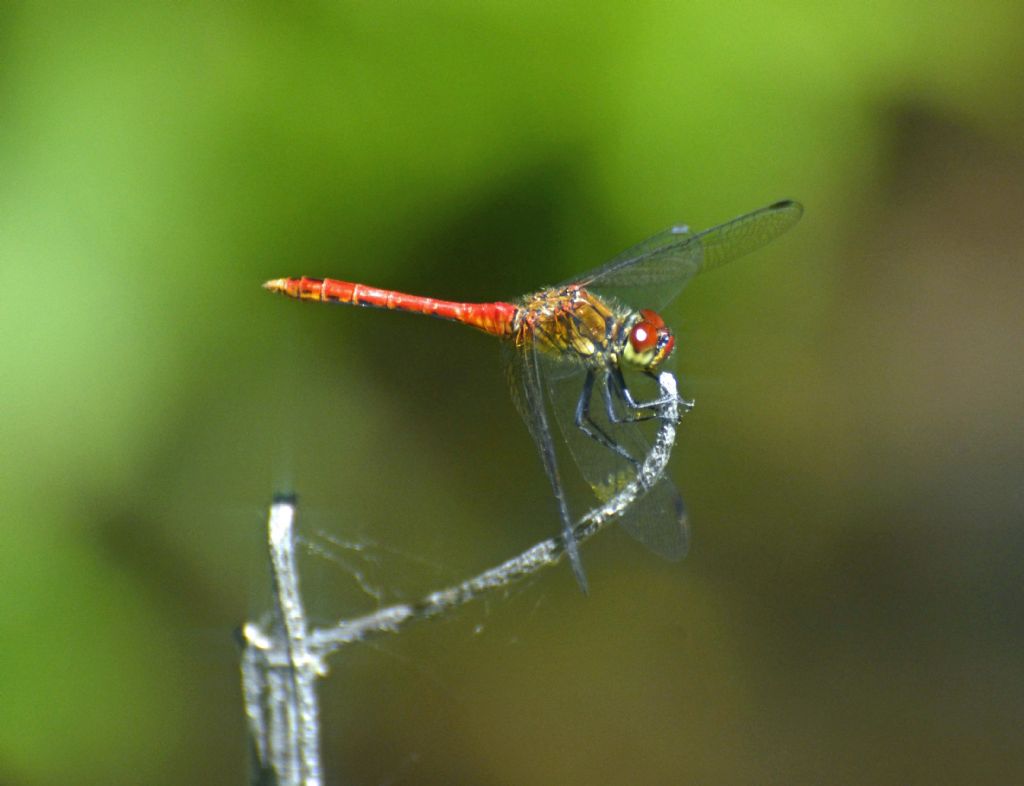 Sympetrum...?